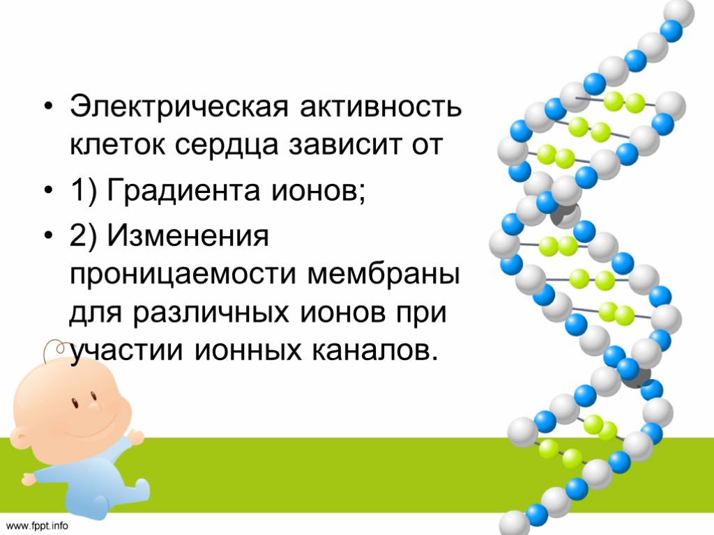 Электрическая активность клеток сердца зависит от 1) Градиента ионов; 2) Изменения проницаемости мембраны для